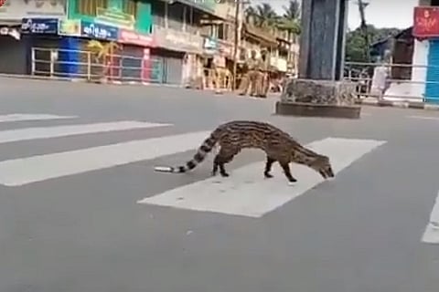 Watch: As humans stay in lockdown, wild animals reclaim urban spaces