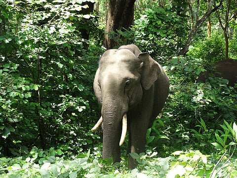 Poacher’s paradise: Two elephant shot dead for ivory in Karnataka