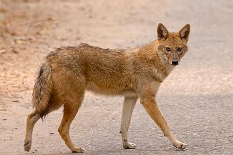 Jackal wanders into IIT Madras campus, gets beaten to death