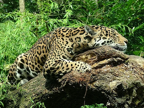 Delhi zoo to return jaguar named Salman from Kerala because it is ‘too fat to breed’