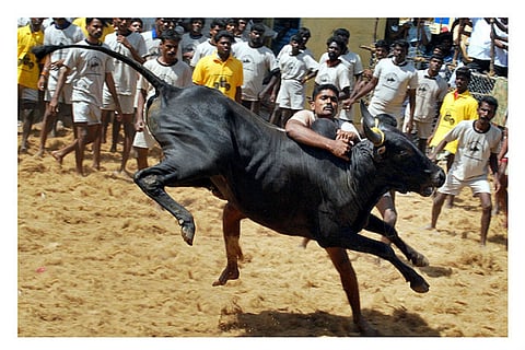 Dravidian parties clamour for Jallikattu: 'It is all about vote-bank politics'