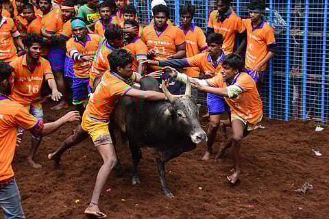 People taking part in jallikattu