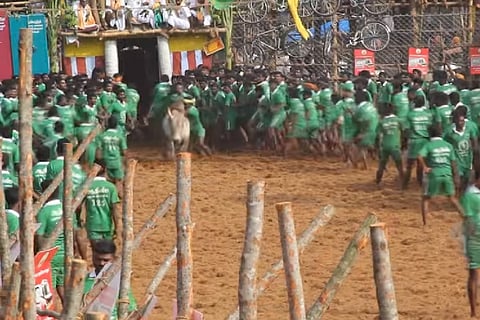 Jallikattu: Barbaric animal abuse or Tamil culture? Watch this short film