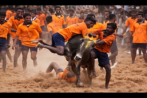 Supreme Court reins in the bulls, stay ordered on Jallikattu