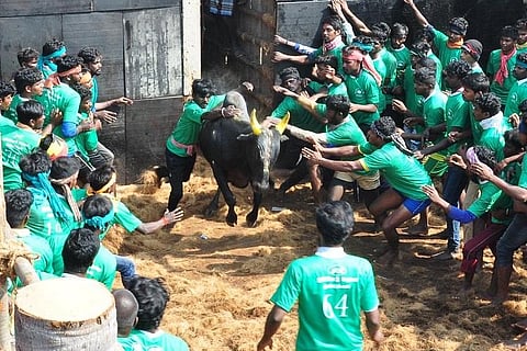 Insure all who attend jallikattu events from 2020: Madras High Court
