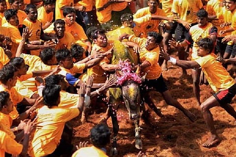 Palamedu jallikattu sees first casualty: 19-year-old spectator killed by bull