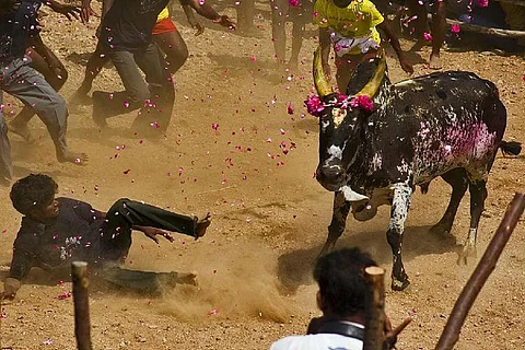 A bull in jallikattu arena