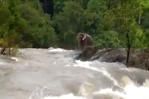 Jumbo rescue: Kerala officials closed dam shutters to save an elephant