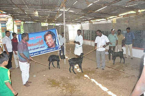 Rajini fans sacrifice goats to ward off evil spirits for the success of Kabali