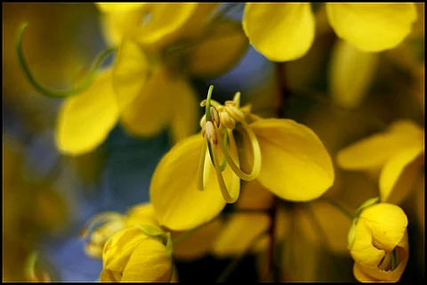 Where have all the Vishu kanikonna flowers gone?