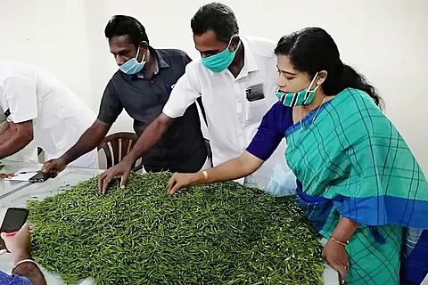 Kanthari Mulaku (Bird’s eye chilli) sale in Kerala