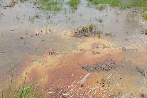 Oil spill from abandoned ONGC pipeline damaging farmlands in Tamil Nadu