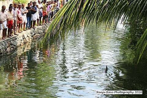  Dolphin spotted in Kochi canal, causes stir amongst residents