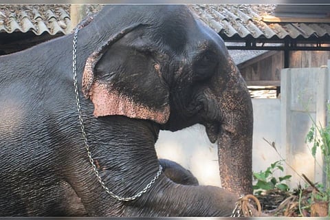 Female elephant disguised as male in Kerala temple festival