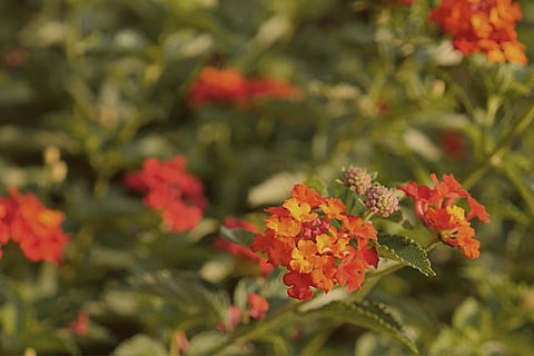The weed that fueled the Bandipur fire may be tough to eradicate, say experts