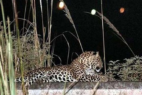 Leopard sighting in residential area in Kovai raises alarm bells