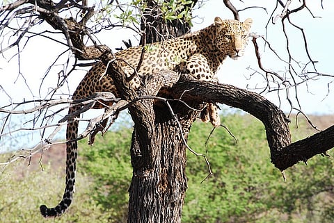 Wounded leopard stuck in slush-filled pond drowns near Coonoor, villagers allege negligence