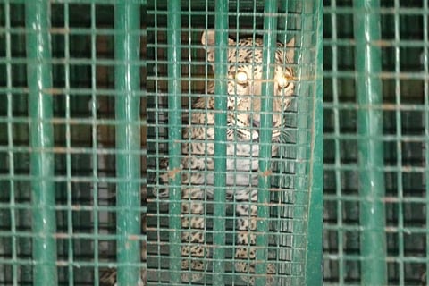 Elusive leopard on Hyderabad research campus finally caught after five months