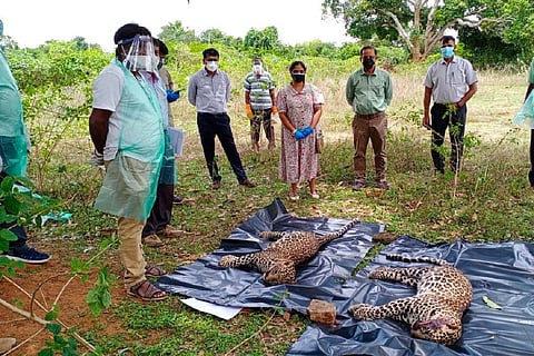 Leopard killed in Mysuru