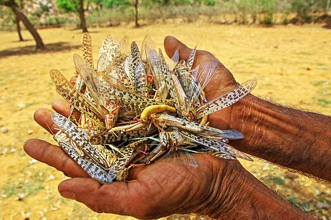 Locust attack