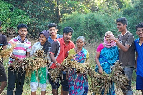 How a bunch of college students in Mangaluru cultivated rice for their own meals