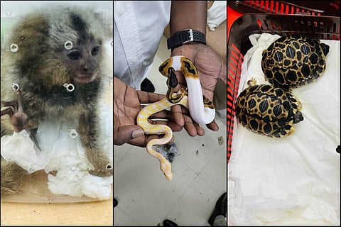 Chennai Customs seizes ball pythons, marmosets and other exotic animals at airport