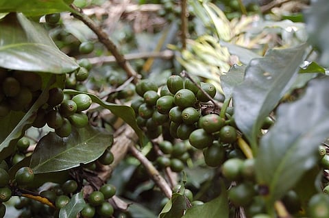 Reduce chicory content, give minimum support price: Coffee growers in K’taka demand