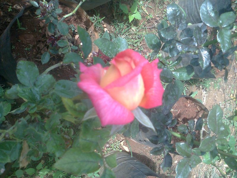 Of all the things in the world, a rose named after PM Modi