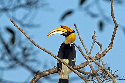 This tribal community has been protecting a hornbill habitat in Kerala for two decades