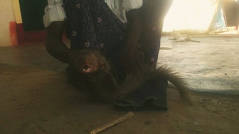 Banned from hunting endangered animals, these Krishnagiri hunters face an uncertain future