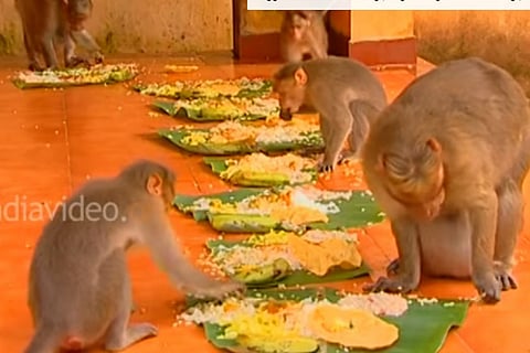 Monkey Business: Look who's feasting on this Onam Sadhya