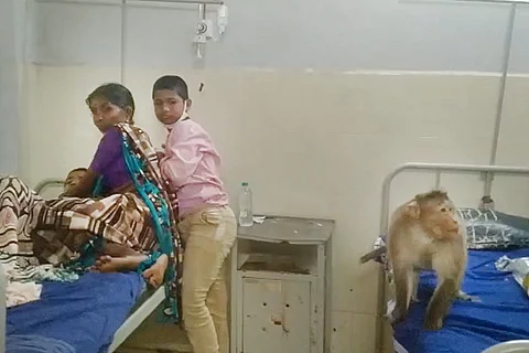 Monkey in a hospital in Gadag district of Karnataka in south India