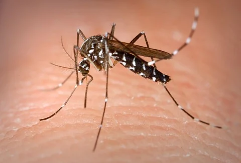 Argentina issues chikungunya virus alert