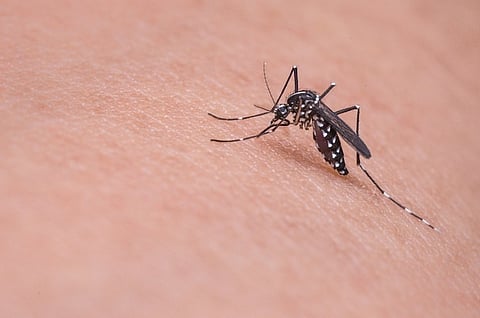 A black colored mosquito with white spots on its body
