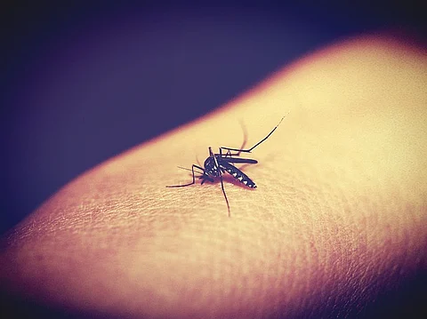 How Dengue Has Breached India’s Class Barriers