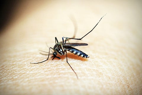 A mosquito sitting on human skin and sucking blood