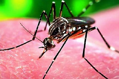 TN govt not granting licence to private hospitals to screen Zika virus