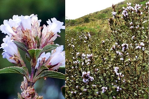 As the neelakurinji blooms in Munnar, tourists start arriving to witness spectacle