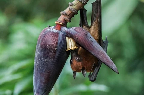Fruit bats were the source of deadly Nipah Virus in Kerala: Union Health Minister