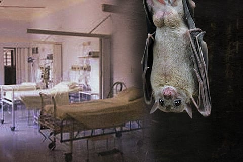 Two suspected cases of Nipah virus in Hyd, state takes preventive measures