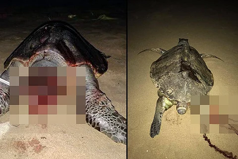 Over 100 Olive Ridley turtles have died along TN coast, and this is just the beginning