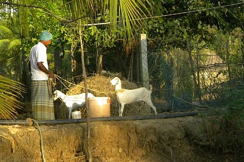 Ground report: Integrated organic farming revives fields in Nagapattinam