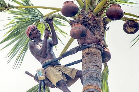 Why the future is looking up for palm tree climbers of Tamil Nadu