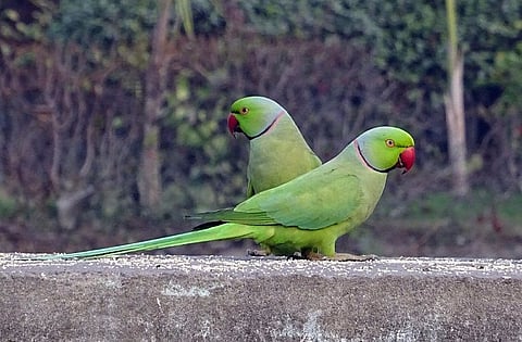 Drug-addicted parrots are plundering India's poppy fields to get... err... high