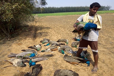 Twenty peacocks found dead in TN, did they consume pesticides?