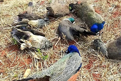 Dead peacocks