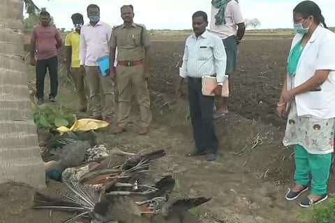 The carcass of peafowl found in Kovilpatti