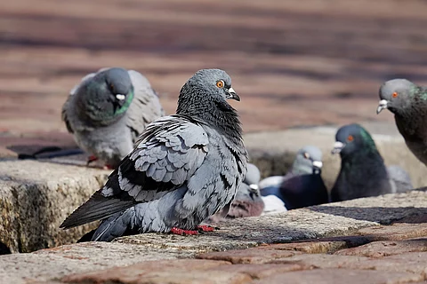 Too many pigeons around your house? You need to know about Hypersensitivity Pneumonitis