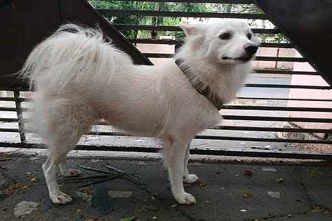 Pomeranian abandoned in Kerala, owner claims it had ‘illicit relationship’