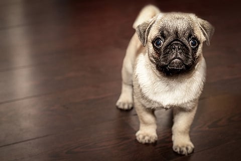 Stop using pugs in advertisements, PETA urges Vodafone